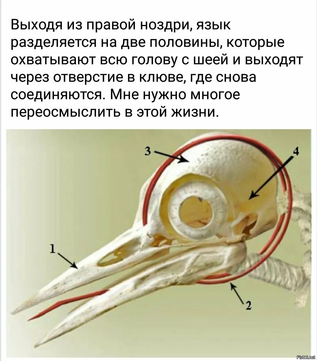 Структура глаза птицы. Дятел язык вокруг черепа. Язык Дятлов. Строение головы дятла. Язык дятла.