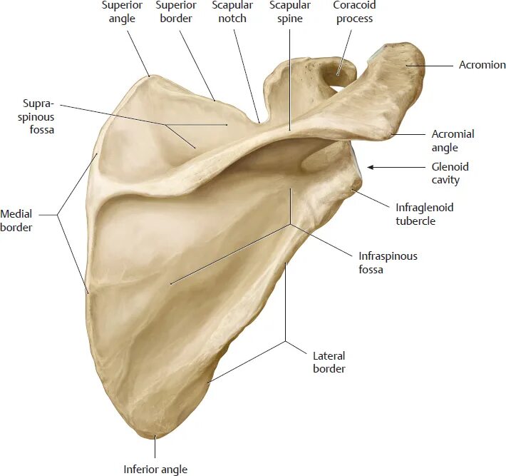 Лопатка анатомия Синельников. Fossa supraspinata лопатки. Margo Superior scapulae. Scapula анатомия.