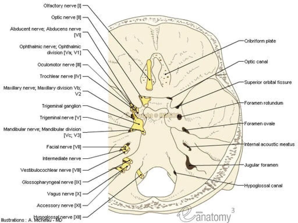 Как называются места выхода. Топография черепных нервов на основании черепа. 12 Пар черепных нервов выход из черепа. 12 Пар черепно мозговых нервов основание черепа. 12 Пар черепно мозговых нервов места выхода из черепа.