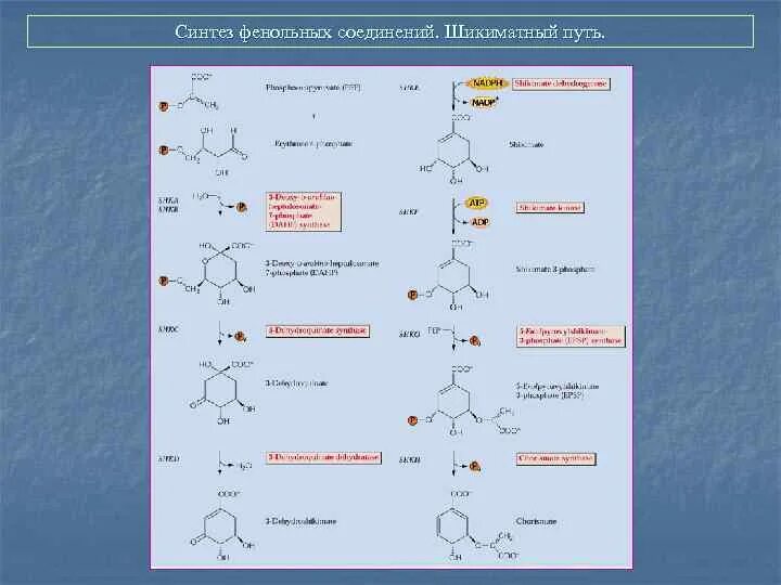 Синтез соединений картинка. Синтезирование соединений. Шикиматный путь механизм. Шикиматно Мевалоновый путь синтеза нтраценпроизводных.