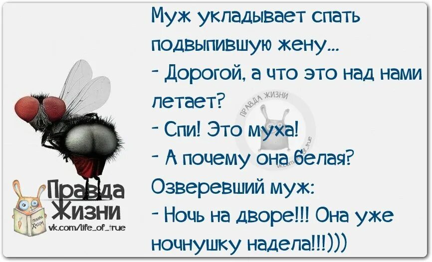 Анекдот про муху. Смешной анекдот про муху. Правда жизни цитаты. Муха прикол. Жена муха