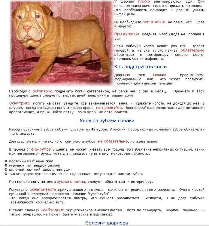 Можно ли давать шарпею