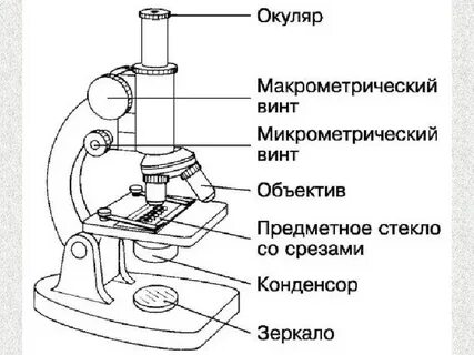 Микроскоп картинка 5 класс биология
