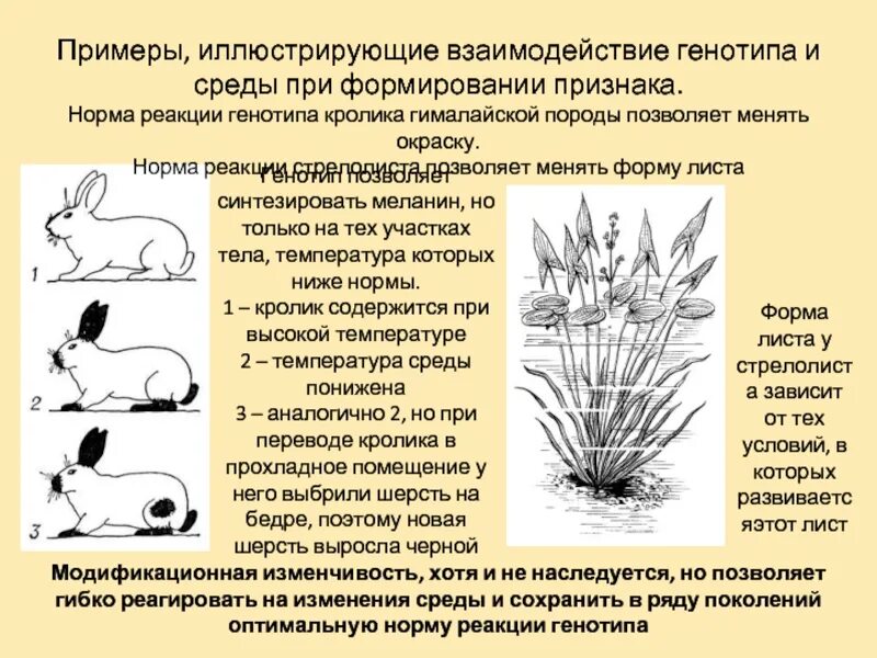 На рисунке изображены горностаевые кролики. Норма реакции гималайского кролика. Модификационная изменчивость кролик. Гималайский кролик модификационная изменчивость. Взаимодействие генотипа и среды при формировании признака.