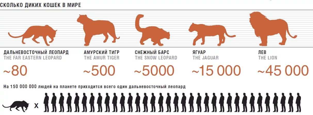 Дикие какое число. Дальневосточный леопард ареал обитания. Ареал обитания леопарда в России. Распространение кошачьих. Амурский леопард ареал обитания.