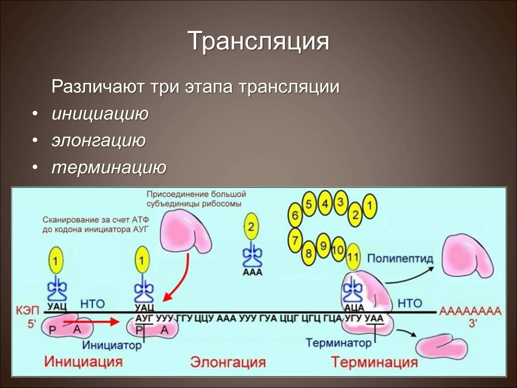 Трансляция атф. Синтез белка трансляция элонгация\. Синтез белка трансляция этапы инициация элонгация. Этапы трансляции инициация элонгация терминация. Биосинтез белка трансляция инициация элонгация терминация.