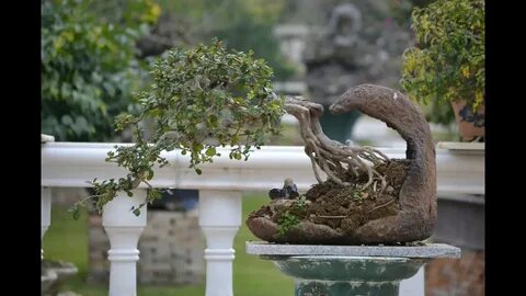 Root style