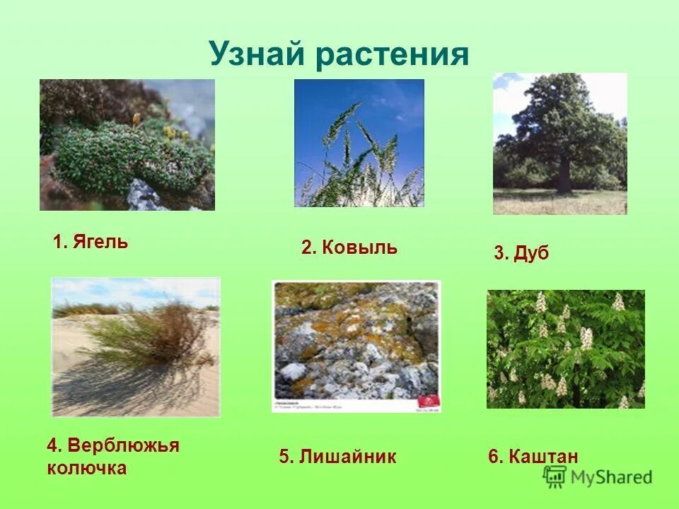 Природные зоны россии тундра животный мир. Степь природная зона. Какие растения встречаются в природной зоне. Растительность степи. Растения в степной растительности.