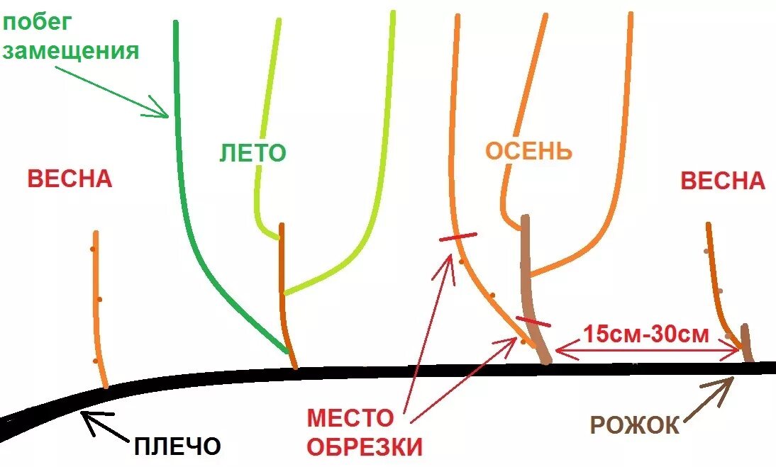 Подрезка винограда весной схема. Обрезка винограда летом для начинающих в картинках пошагово. Обрезка винограда весной пошагово. Обрезка винограда весной для начинающих в картинках пошагово.