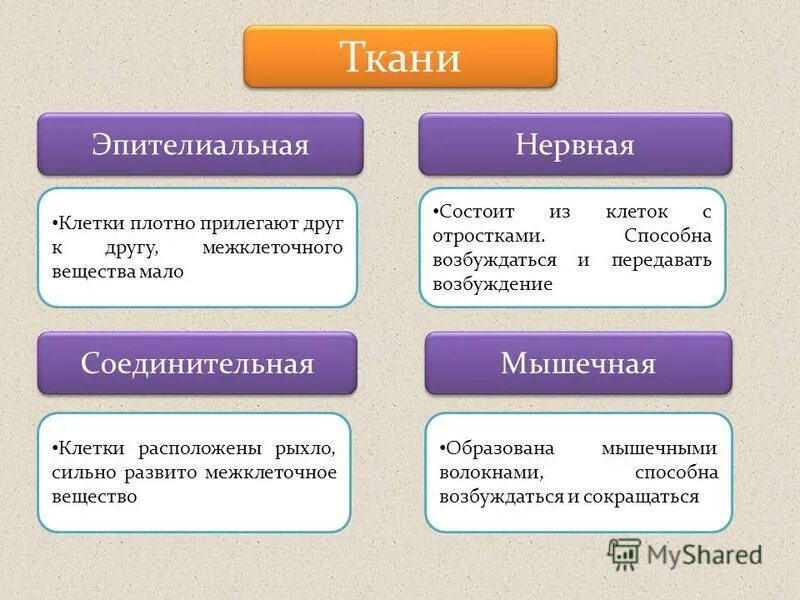 Соединительная ткань функции строение местоположение