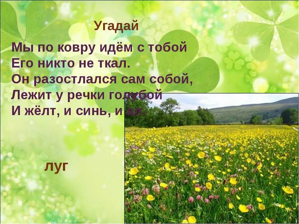Загадка про луг. Луг и его обитатели. сообщение про луг и его обитатели. луг и его обитатели картинки. презентация на тему луг.