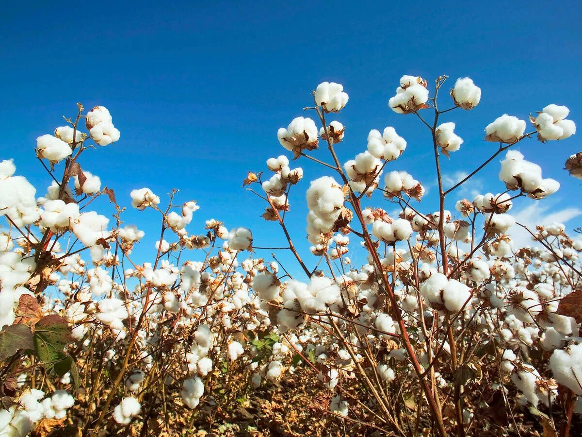 Куст хлопчатника. Как выглядит хлопчатник. Как выглядит хлопчатник. Пахта хлопок. Длинноволокнистый хлопчатник.