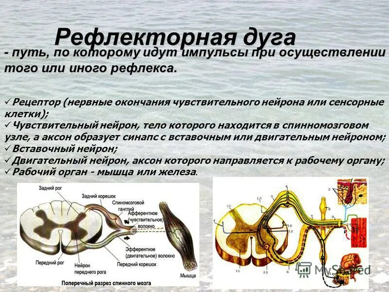 дуги ориентировочных рефлексов. схема дуги условного рефлекса физиология. полях рефлексов. рефлекторная дуга путь анатомия. слуховой рефлекс.