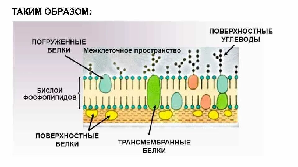 Плазматическая мембрана бактерий. Строение плазматической мембраны бактерий. Функции цитоплазматической мембраны бактерий. Наружная мембрана клетки.