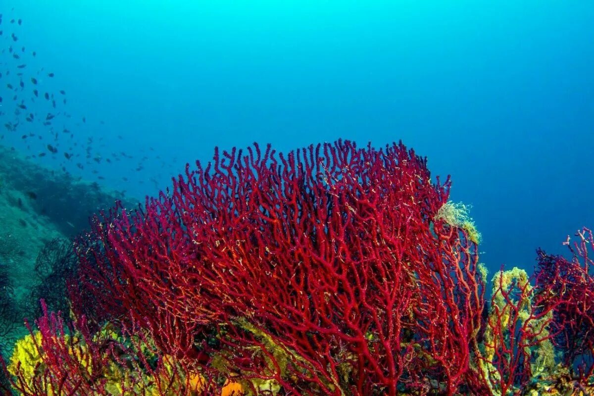 Красные водоросли глубина. Коралл Montastraea. Коралловые полипы голубой коралл. Красный коралл красный Корал. Море риф Огненный коралл.