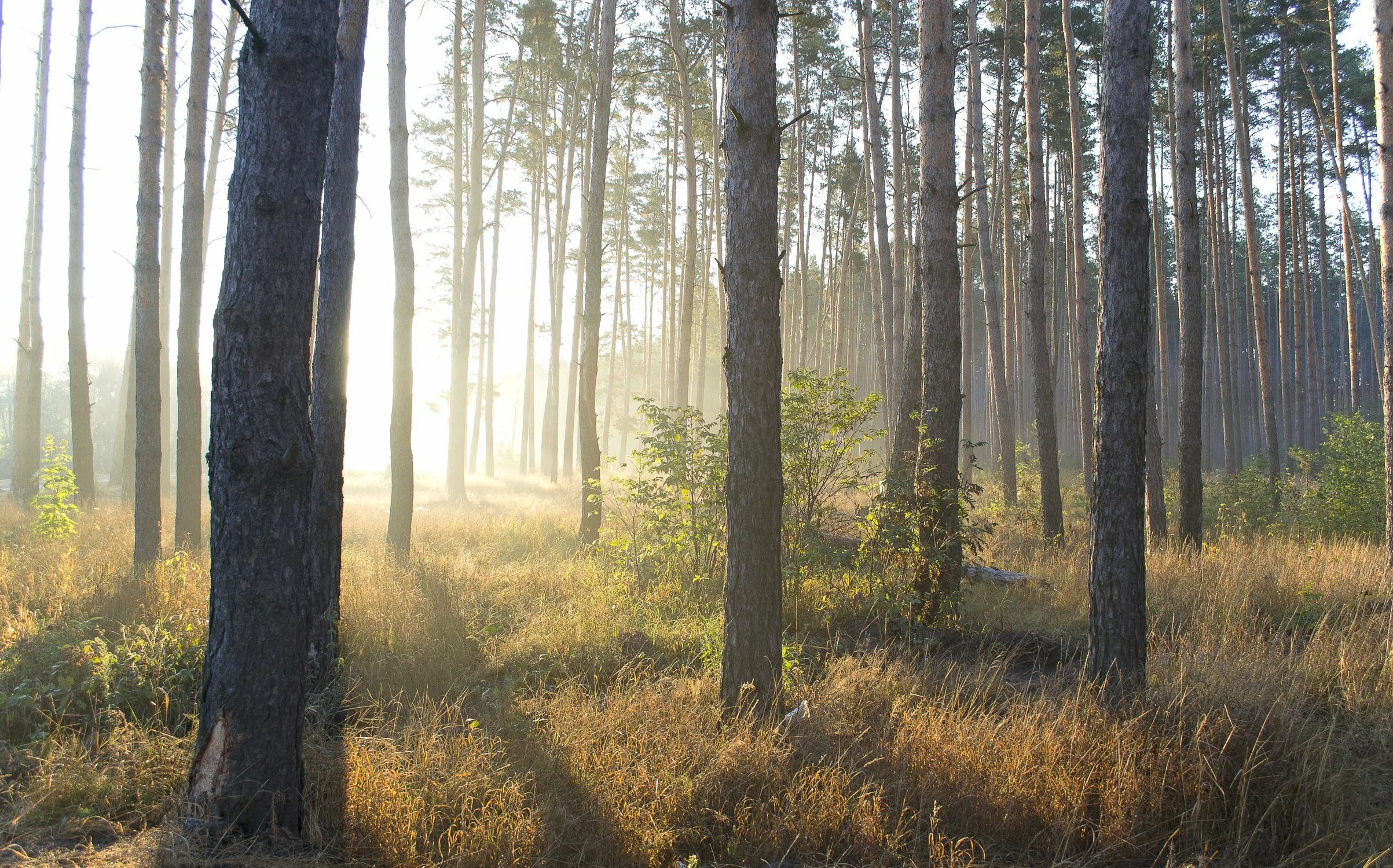 сосновый бор и еловый бор. тонкая леса. сосновый бор опушка. негустой лес. красивые леса.