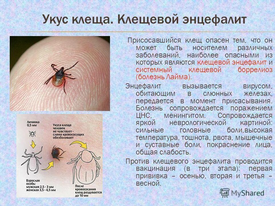 Чем обработать место после удаления клеща. Как выглядит укус когда укусил клещ. Как выглядит укус клеща у человека. Клещевой энцефалит Таежный клещ.