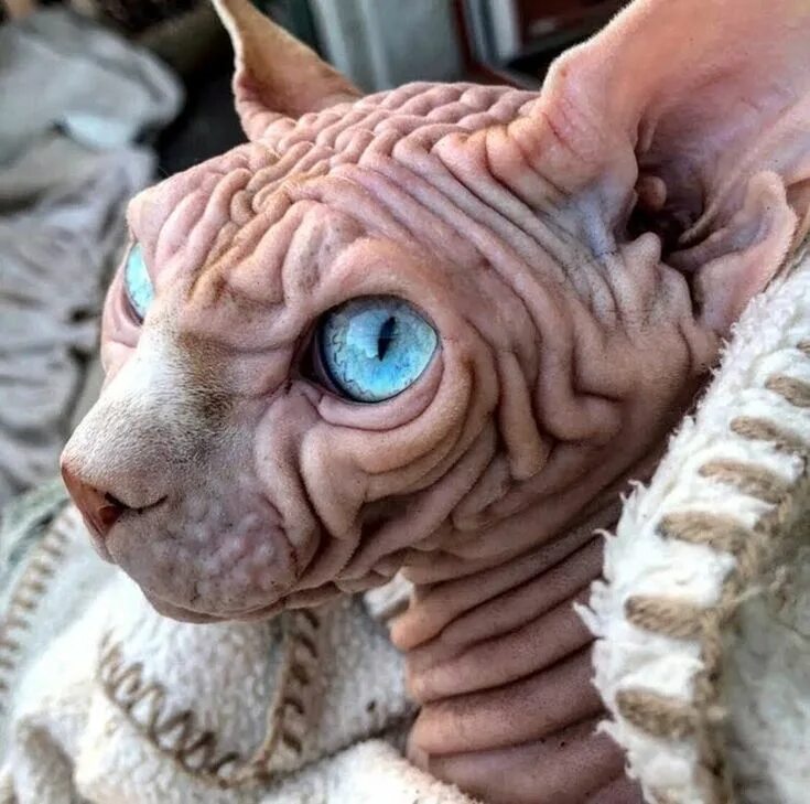 Internationaler Katzentag: Diese Miezen sind ganz schön prominent