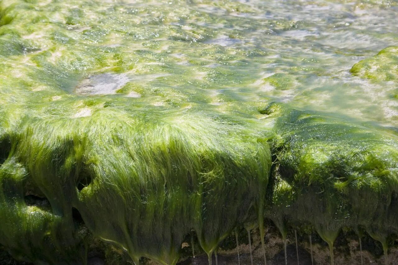 Спирогира это какая водоросль. Спирогира водоросль. зеленые водоросли спирогира. спирогира ряска. спирогира водоросль в море.