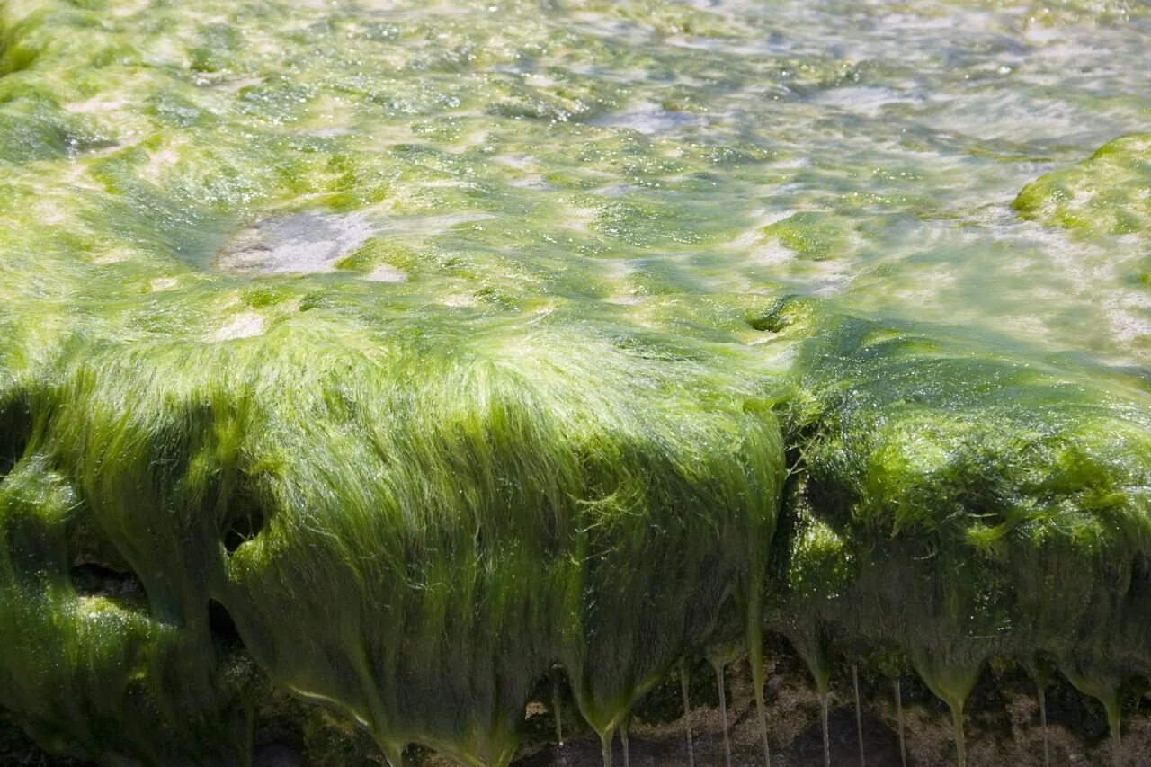 Воздух в водорослях