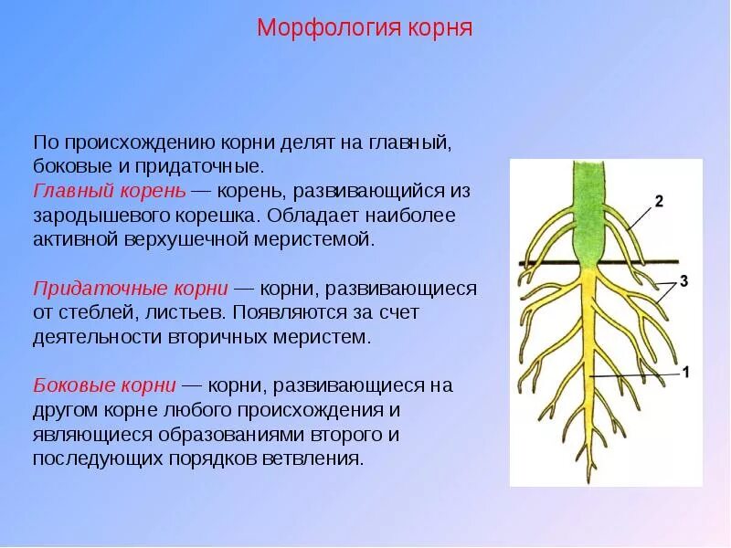 Какой корень развивается 1 из зародышевого корешка. Морфология растений. главные боковые и придаточные корни. придаточные боковые и главный корень. боковые корни развиваются.