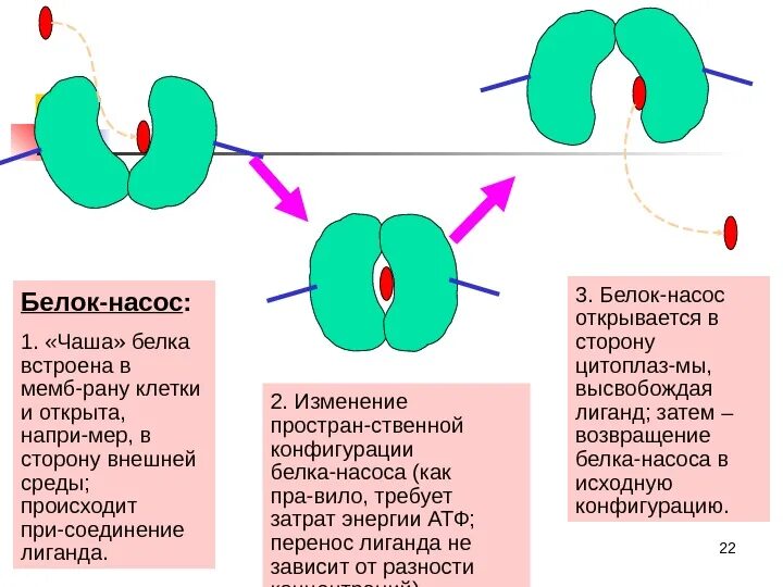 Белки каналы и белки переносчики. Белки переносчики в мембране. Белки переносчики. Белки каналы и белки переносчики. Белковые каналы и белки переносчики биохимия.