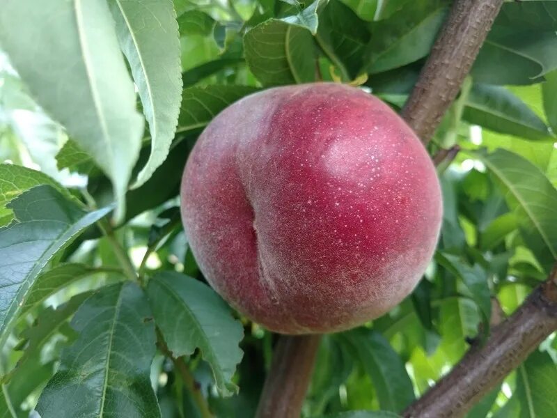 Пеларгония таира крымская. Перси сорта. Нектарин мезембрин. Рододендрон якушиманский перси. Рододендрон якушиманский.