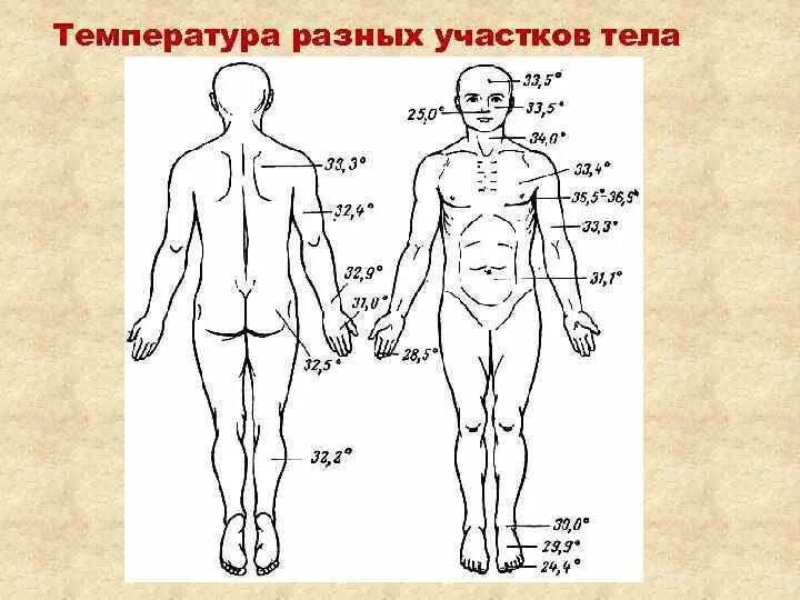 Температура лба человека. Температурная схема тела. Температура тела на разных участках. Температура разных участков тела. Температура на разных участках тела человека.