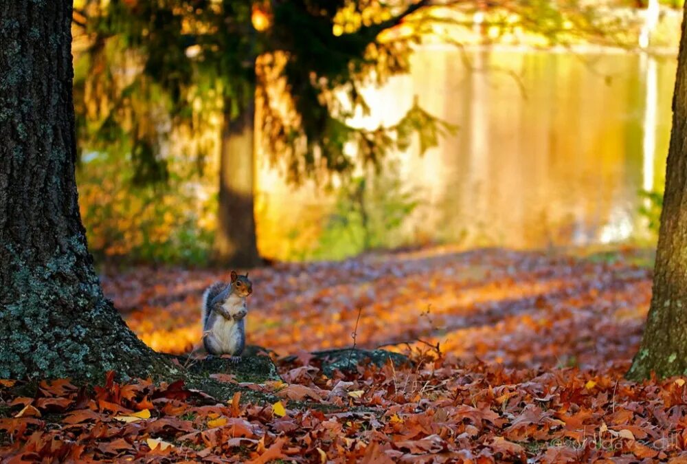 Тихо осенним утром в лесу. Осенняя береза с опавшими листьями. Пейзаж ранняя осень. Пейзажи игорь зенин. Осень туман.
