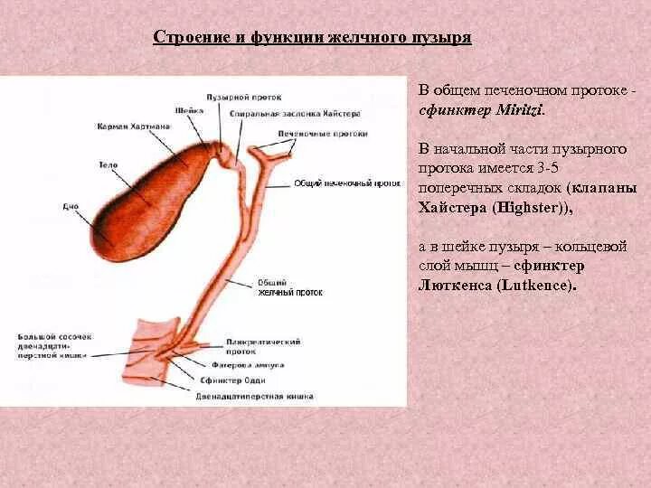 Сфинктер латынь. Желчный пузырь анатомия функции. Строение желчного пузыря и протоков. Строение функции расположение желчного пузыря анатомия. Желчные протоки строение и функции.