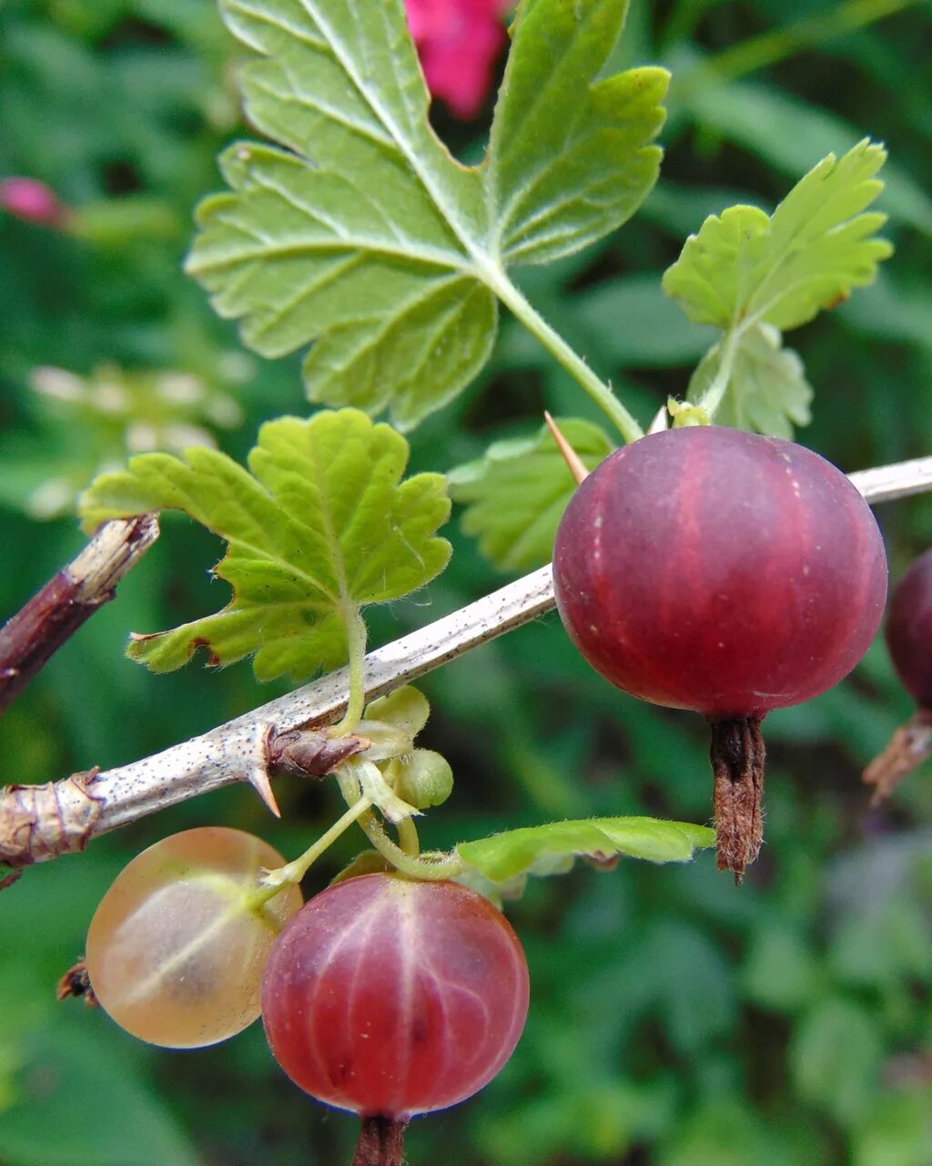 Крыжовник (ribes grossularia `Командор`). Крыжовник (ribes grossularia `салют`). Сорт крыжовника, Галатея. Крыжовник (ribes grossularia `Грушенька`). Крыжовник какое растение