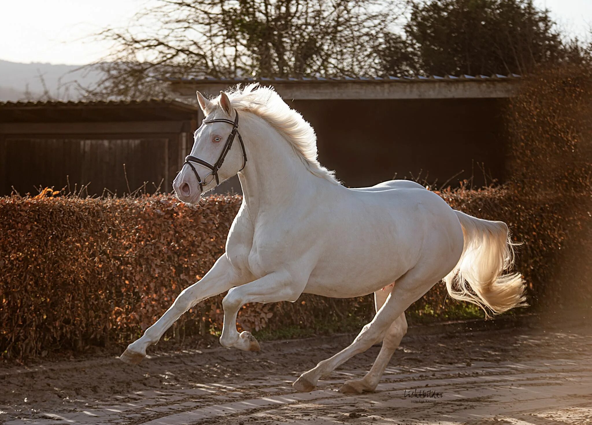 Мерин конь. Конь мерен. Конь мерин жеребец. Мерин тракененской породы. Мерин лошадь.