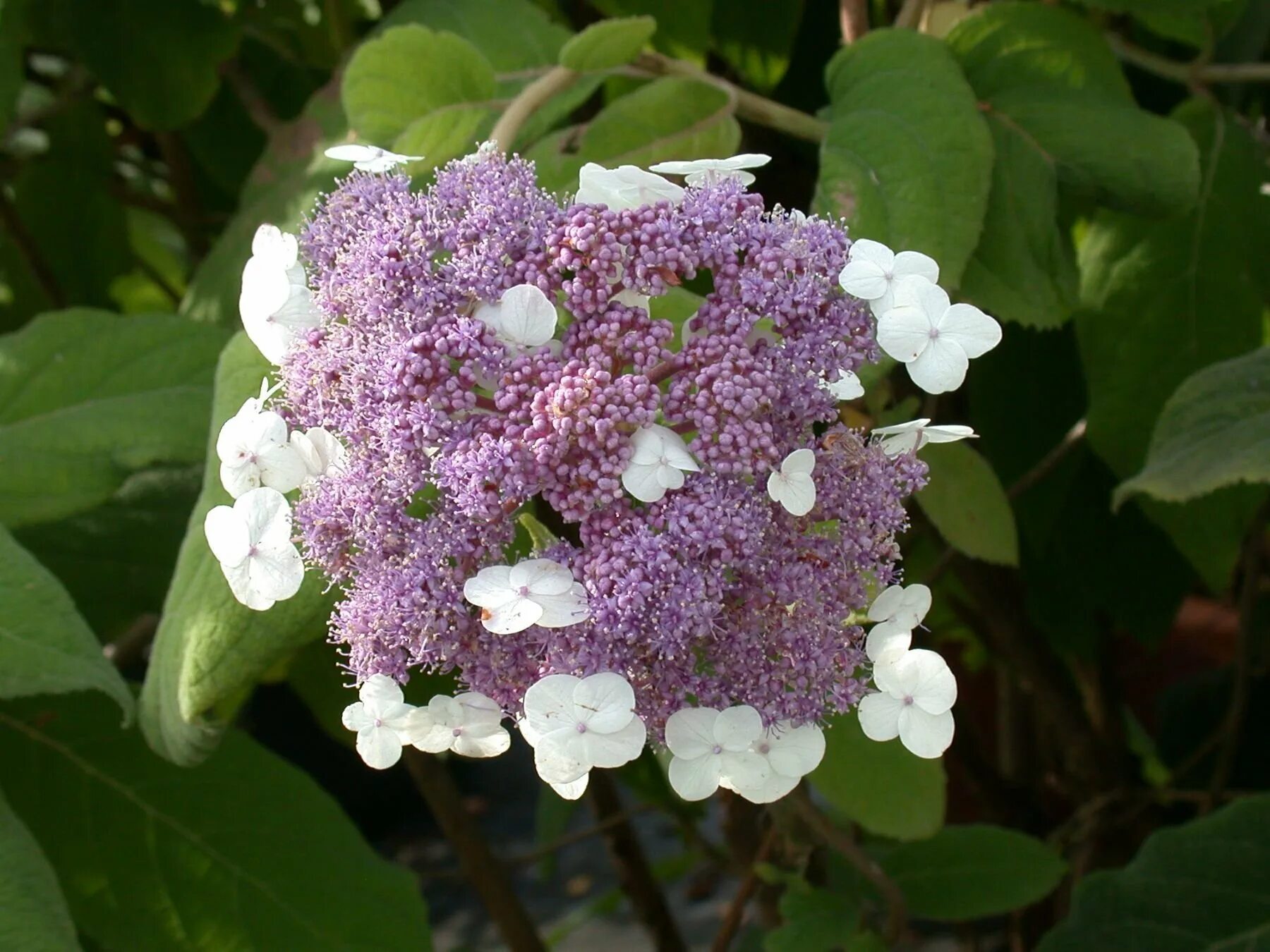 Twist and Shout Hydrangea Growing in My Yard
