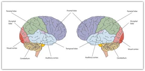 Into brain