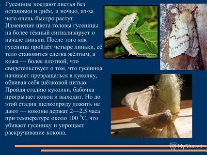 Тип членистоногие вид тутовый шелкопряд