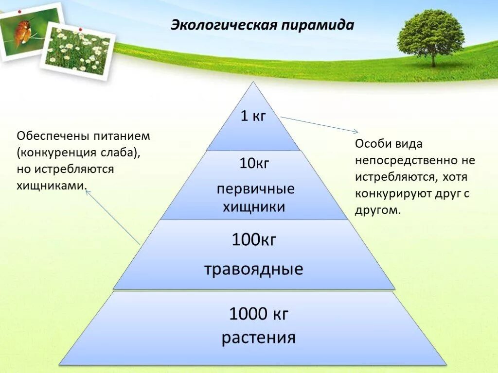 Презентация пищевые связи в экосистеме 11 класс. Экологическая пирамида. Составление экологической пирамиды. Экологическая пирамида это в биологии. Экологические пирамиды это в экологии.