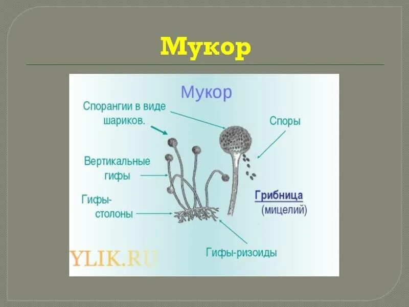 Строение мицелия гриба мукора. Строение мукора. Строение гриба мукора. Строение мицелия мукора. Строение плесневого гриба мукор.