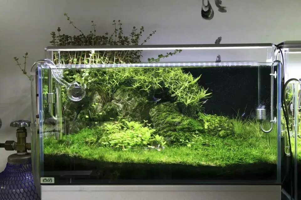 Gako a030 лампа для аквариума морского. Контроллер для аквариума восход. Идеи для аквариумов с черепом. Животные для 30 литрового аквариума. Закат рассвет светильник аквариум.