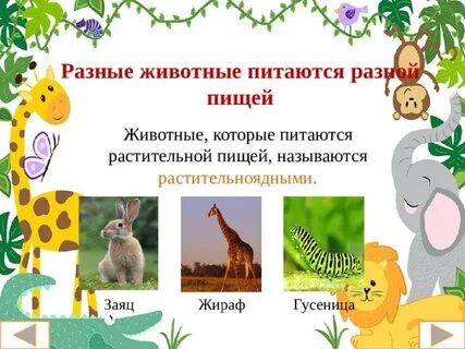 Растительное 1 животные