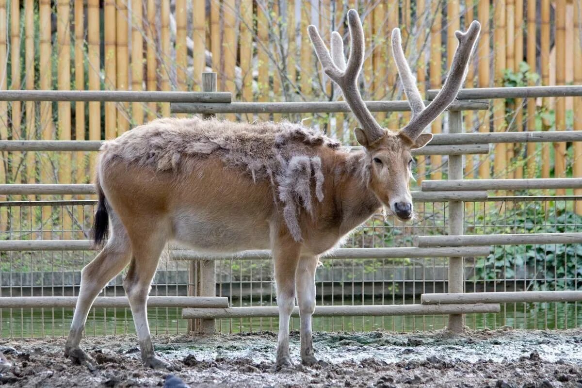 Odocoileus virginianus. Название оленей фото. Название оленей фото. Сравнение подвидов благородного оленя. Олени маралы пятнистые.