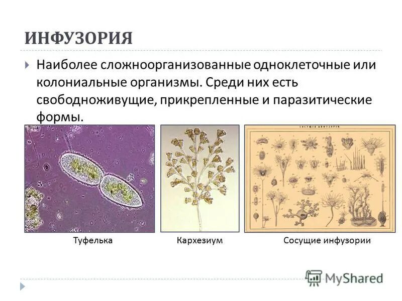 Одноклеточные многоклеточные и колониальные. Свободноживущие одноклеточные. Простейшие или одноклеточные. Одноклеточные колониальные формы.