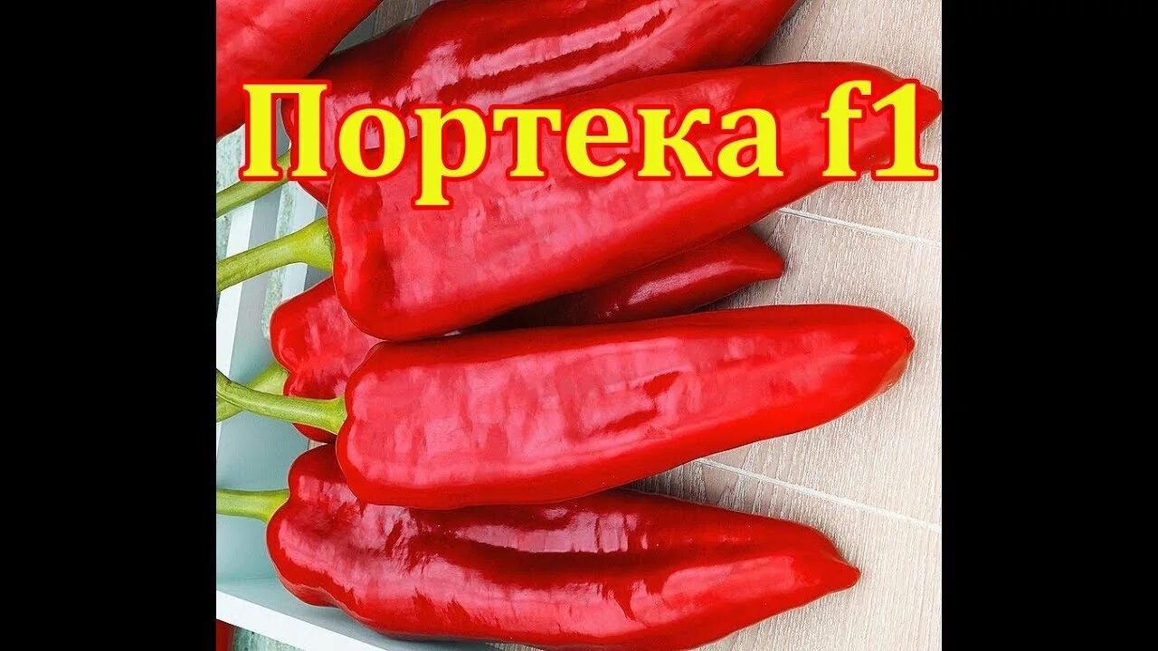 Перец портека. Семена перца портека f1. перец портеко f1. болгарский перец сорта портека. перец портека f1урожайность.