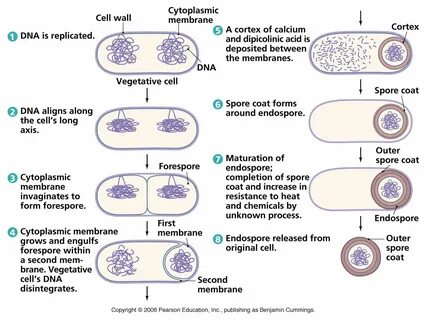 The second of cells