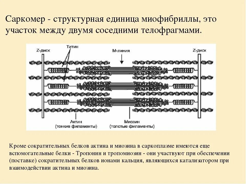 Каким номером на рисунке обозначена миофибрилла. Строение саркомера мышечного волокна гистология. Элементы саркомера миофибриллы. Строение миофибриллы саркомер. Структура саркомера физиология.