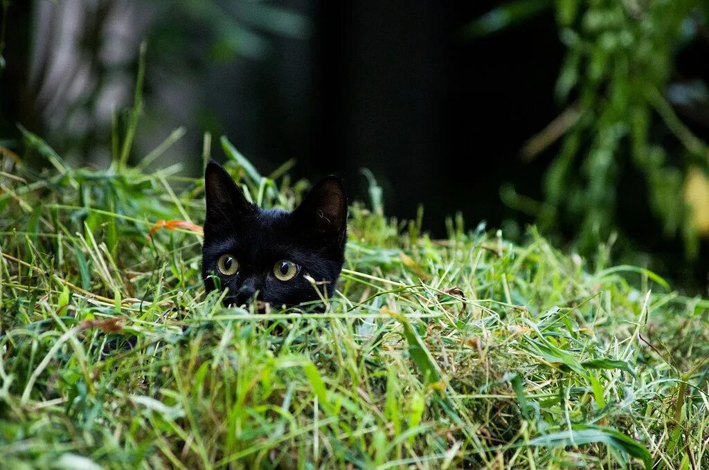 Кот в листве зеленой. Кот в зелени. Трехцветная кошка в кустах. Серая кошка с зелеными глазами. Лесной кот.