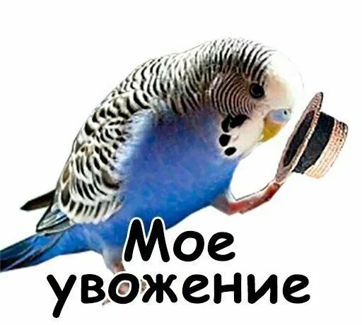 Уважаю попугаев