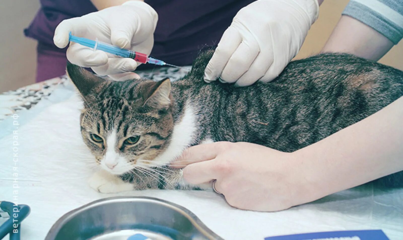 Где сделать бесплатную прививку кошкам. Вакцинация кошек. Укол кошке. Укол коту в холку. Прививка для кошек.