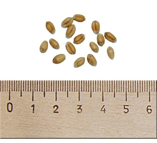 Пшеница Тризо. Размер семян пшеницы. Семена пшеницы размер. Размер семян кукурузы.
