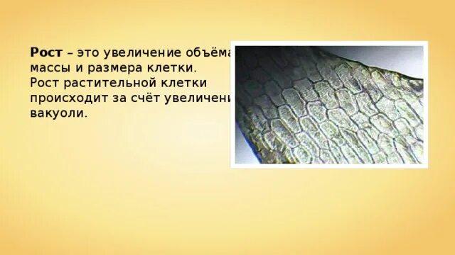 Происходит увеличение количества клеток. Рост клетки. за счет чего происходит рост клеток. за счёт чего происходит увеличение количества клеток. рост за счет увеличения размеров клеток.
