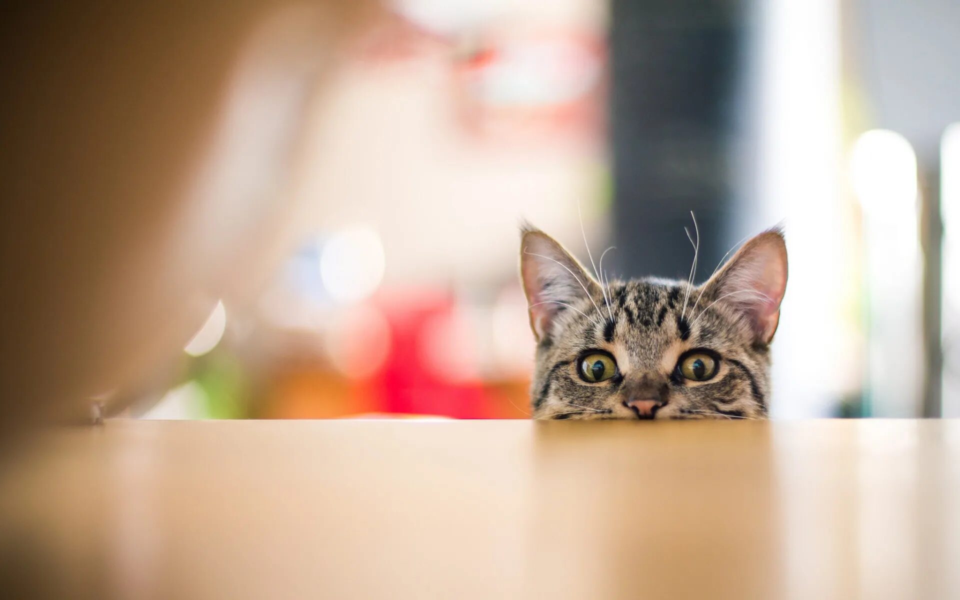Кот загадывает. Кот выглядывает. Кот выглядывает из-за стола. Котенок выглядывает. Выглядывает из под стола.